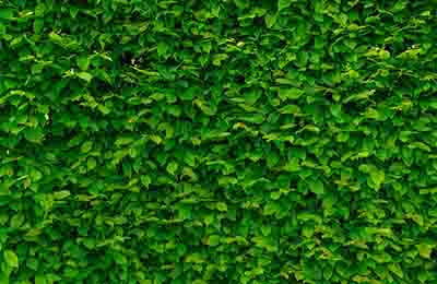 林業局加強綠化服務管理講話